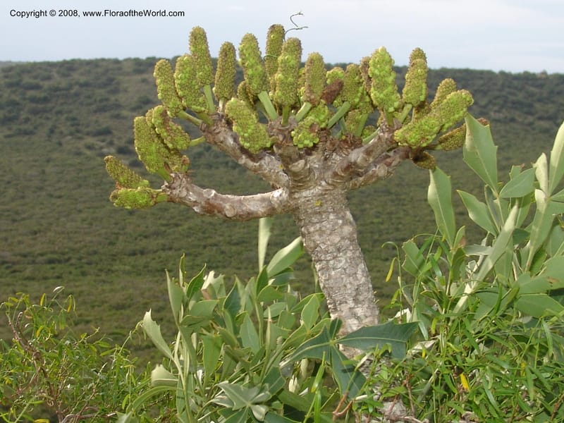 Cussonia spicata--So.Africa. E. Cape. Uitenhage Nat. Res. 6 Mch 05. 100.jpg