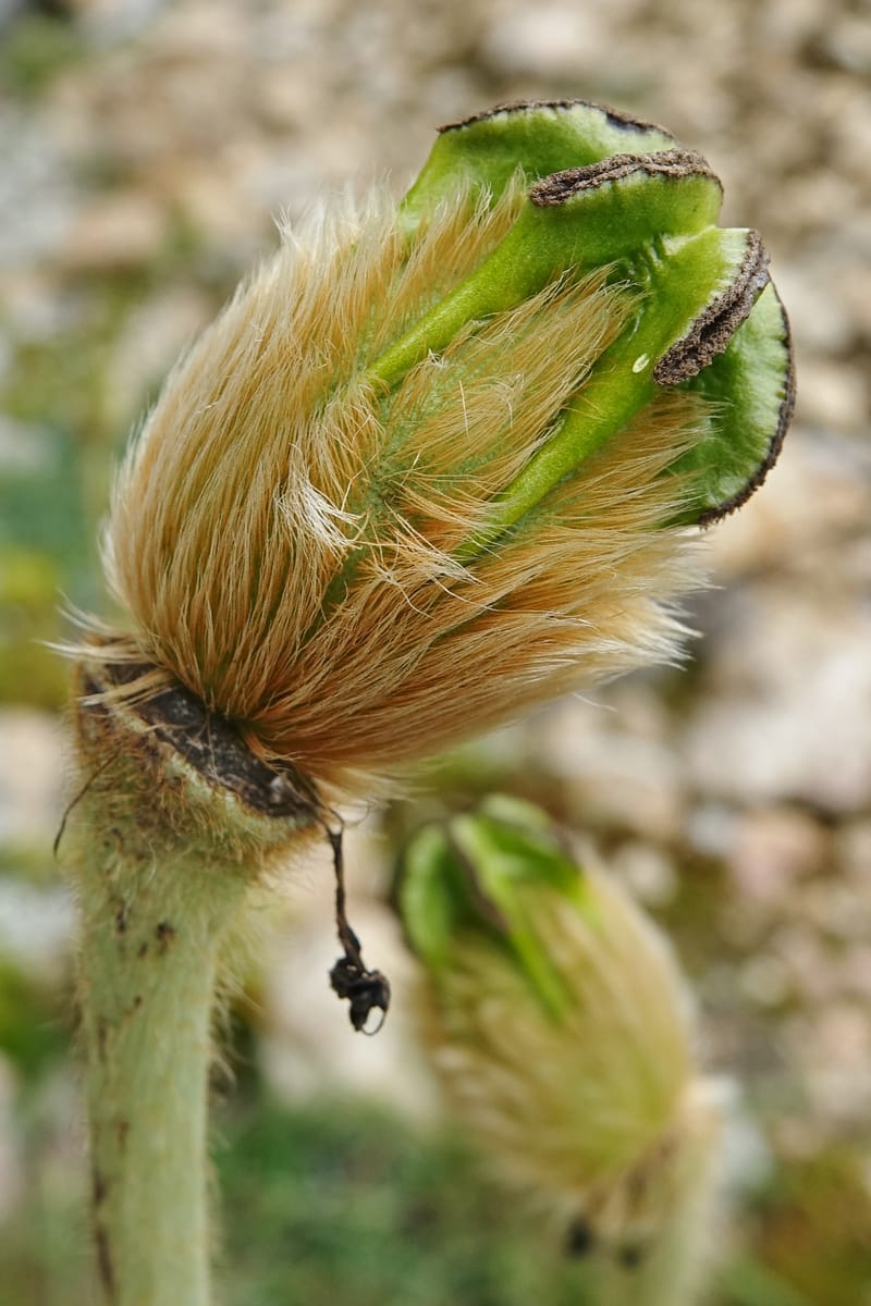 Meconopsis integrifolia subsp. integrifolia, D. Boufford 44063--China. Sichuan. Zhe Duo Shan. 17 Aug 2017. DSC06717 (401).JPG