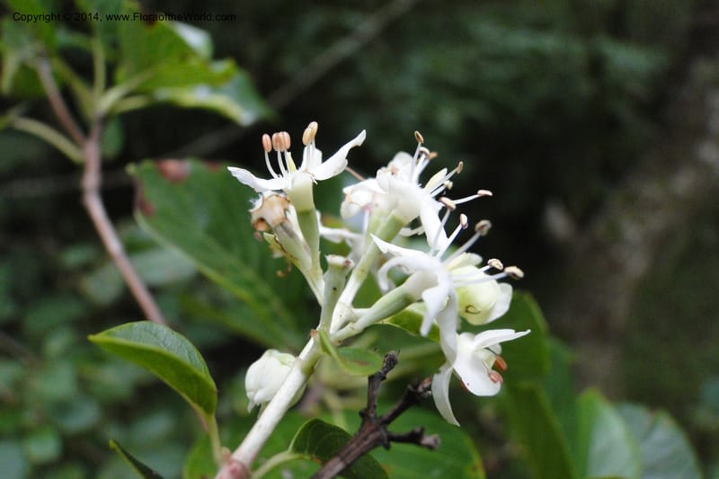 Calycophyllum multiflorum, W. D. Stevens 31189--Paraguay. Edo. Concepcion. Garay Cue. 19 Mar 2011. 282 (14).jpg