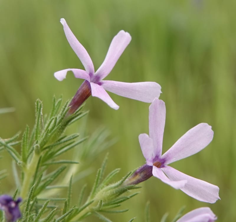 Phlox condensata, C. Davidson 13762--Oregon. Wallowa Co. Zumwalt.Trail Cr. Rd. 4 Jun 2018. DSC04078 (499).JPG