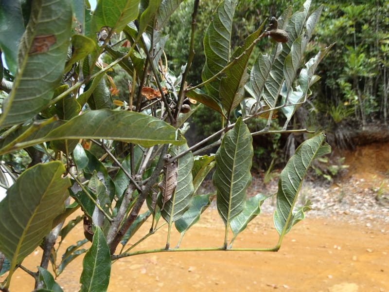 Lepidocupania lepidota, Callmander, M 1239--New Caledonia. Mont Dzumac. 12 Nov 2015. DSC01563 (367).JPG