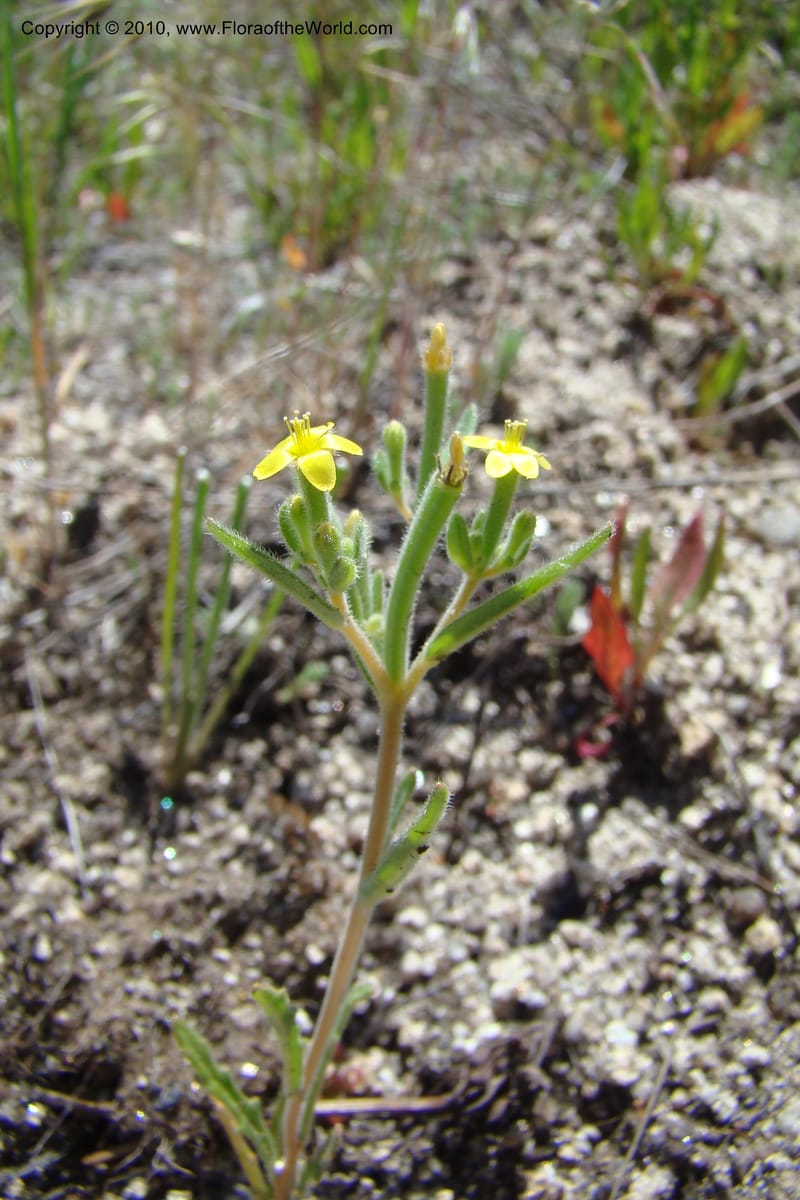 Mentzelia albicaulis, C. Davidson 11363--Idaho. Idaho Co. Salmon River. Polly Bemis Ranch. 27 May 2009. 289.jpg