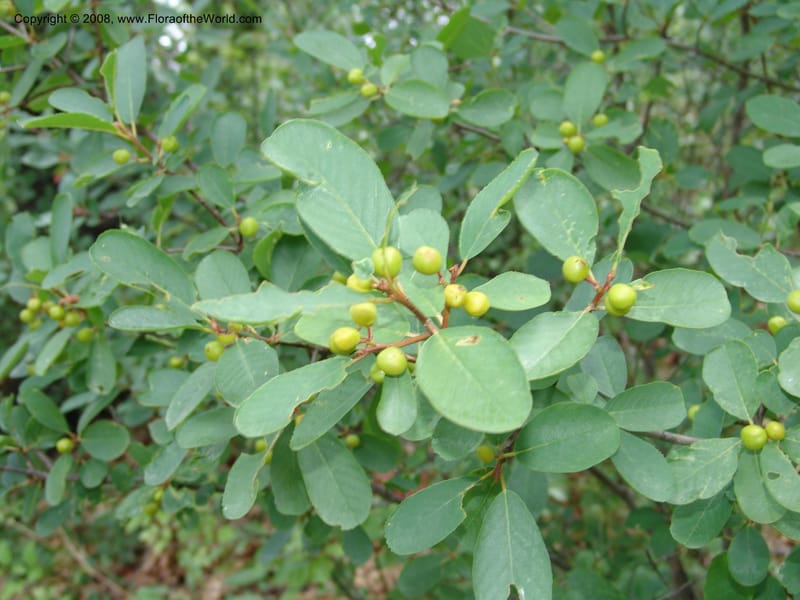 Rhamnus rubra, CDavidson11057--CA. Shasta Co. Lake Shasta. Waters Gulch Trail. 5 Jun 07. 090.jpg