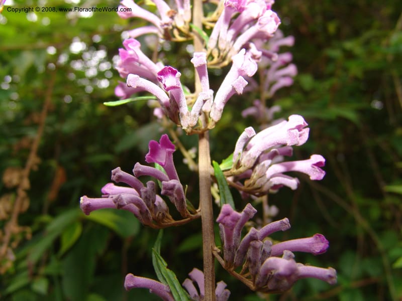 Buddleja lindleyana, 1983.0036--CA. San Francisco Arboretum. 9 Aug 07. 010.jpg