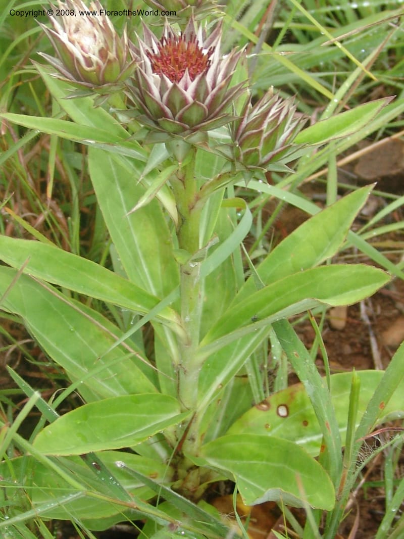 Dicoma zeheri--So.Africa. Mpumal. Moodie Mts.  18 Mch 05. 006.jpg