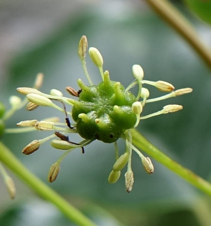 Trochodendron aralioides, Tseng Yu-Hsin 1327--Taiwan. Taroko Nat. Park. Mt. Bilu Trail. 21 May 2016.  (11).JPG