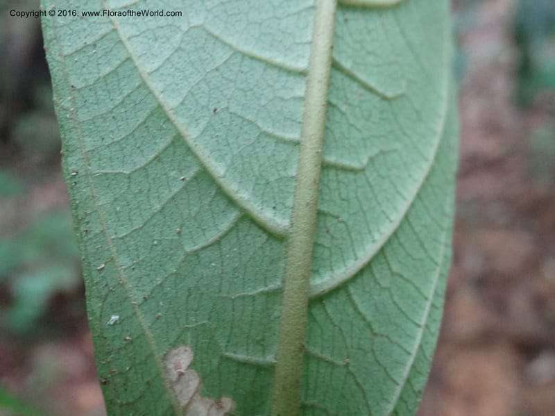 Callicarpa, Davidson, C 12680--Sabah. Danum Valley. 4 Oct 2014. DSC01741 (333).JPG