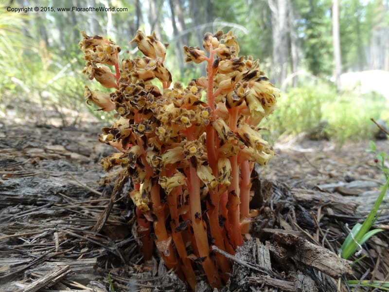 Monotropa hypopitys, Davidson, C 12626--ID. Idaho Co. S of Steamboat Summit. 5 Aug 2014. DSC00156 (146).JPG