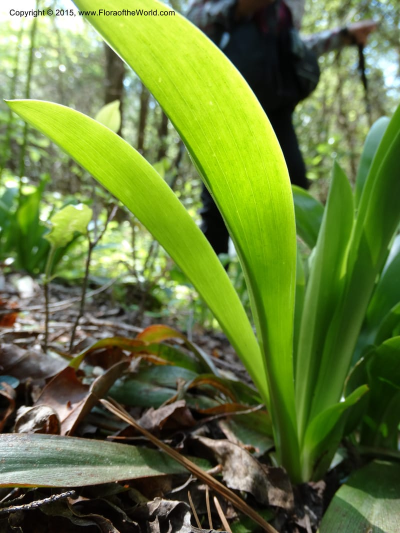 Helonias bullata, Not collected--North Carolina. Trans. Co. W Cradle of For. 11 May 2015. DSC03837 (108).JPG