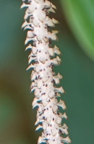 Piper bonii, D. Boufford 44107--China. Yunnan. Lao jun Shan. 30 Apr 2018. DSC00424 (404).JPG