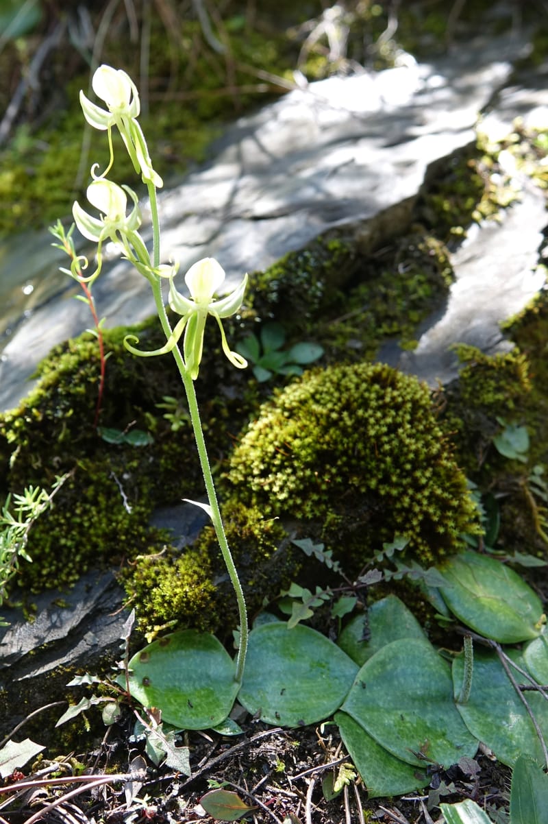 Habenaria, not collected--China. Sichuan. Yibailingba-gou. 12 Aug 2017. DSC04660 (356).JPG