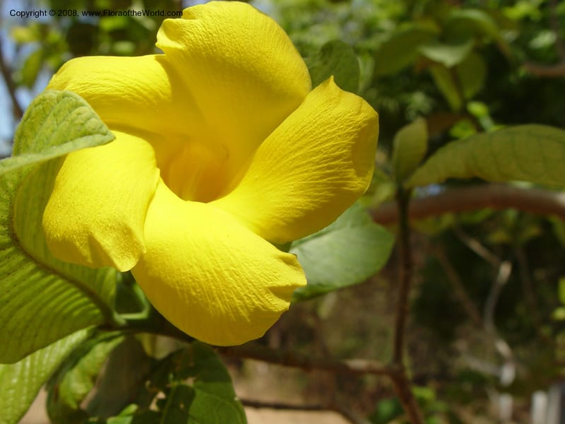 Stemmadenia obovata--Costa Rica. Palo Verde Biol. Sta. 30 Mar 04. 026.jpg