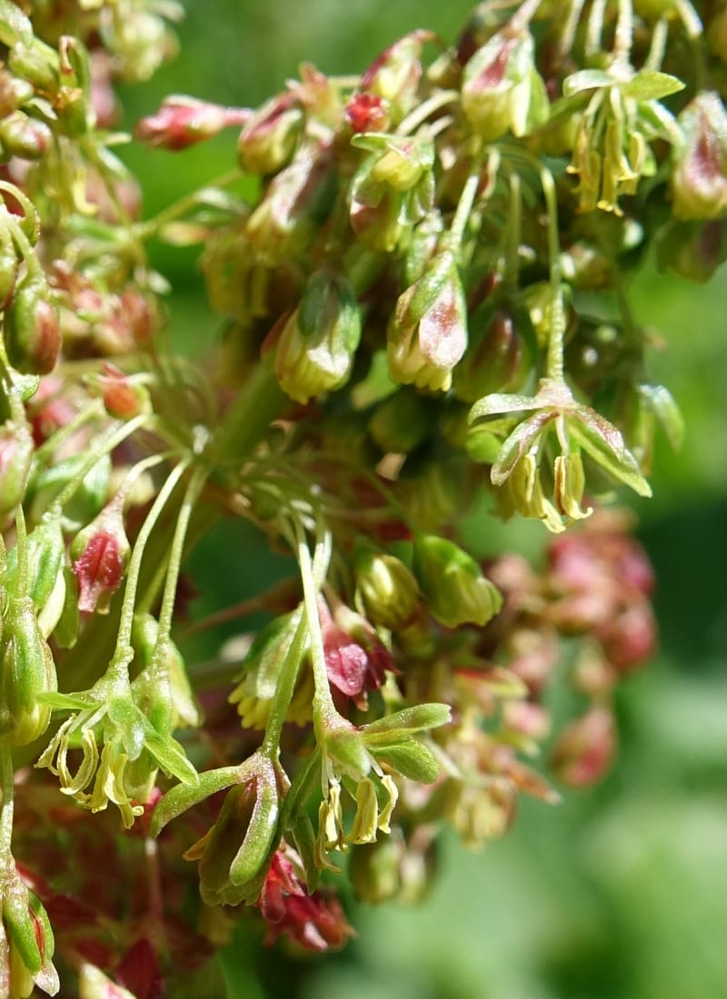 Rumex alpestre, Not collected--Switzerland. Sass Almagell. Lac Mattmark. 3 Jul 2016. DSC08449 (483).JPG