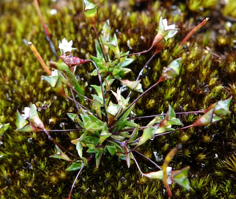 Phyllangium paradoxum, Davidson, V 13496--Australia. W. A. Two People's Bay Nat. Res. 29 Oct 2016. DSC06475 (104).JPG