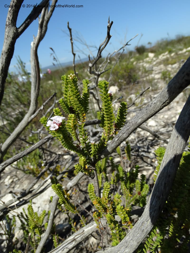 Euchaetis, Davidson, C 12300--South Africa. Western Cape. De Hoop Nature Res. 22 Jan 2014. DSC01681 (67).JPG