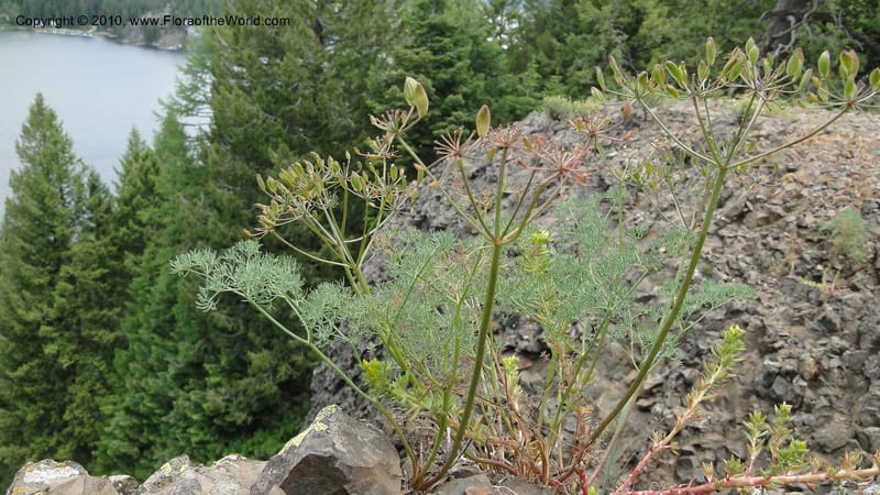 Lomatium grayi, B. Ertter 19967--Idaho. Valley County. 1 July 2010. 022.jpg