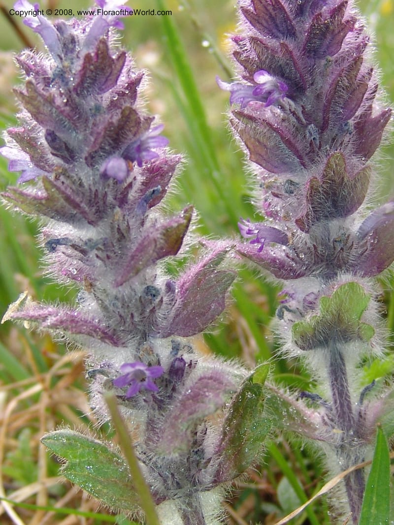 Ajuga orientalis--Georgia. Kazbeki . Trail-road to Sameba Church. 2 Jun 05. 307.jpg