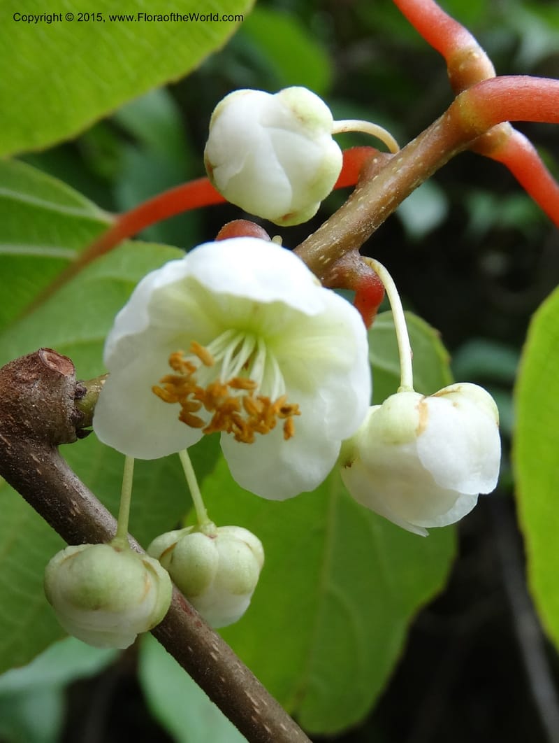 Actinidia, Boufford, D 43714--China. Sichuan. GanYangGou Rd. Km marker 7. 13 May 2014. DSC05676 (94).JPG
