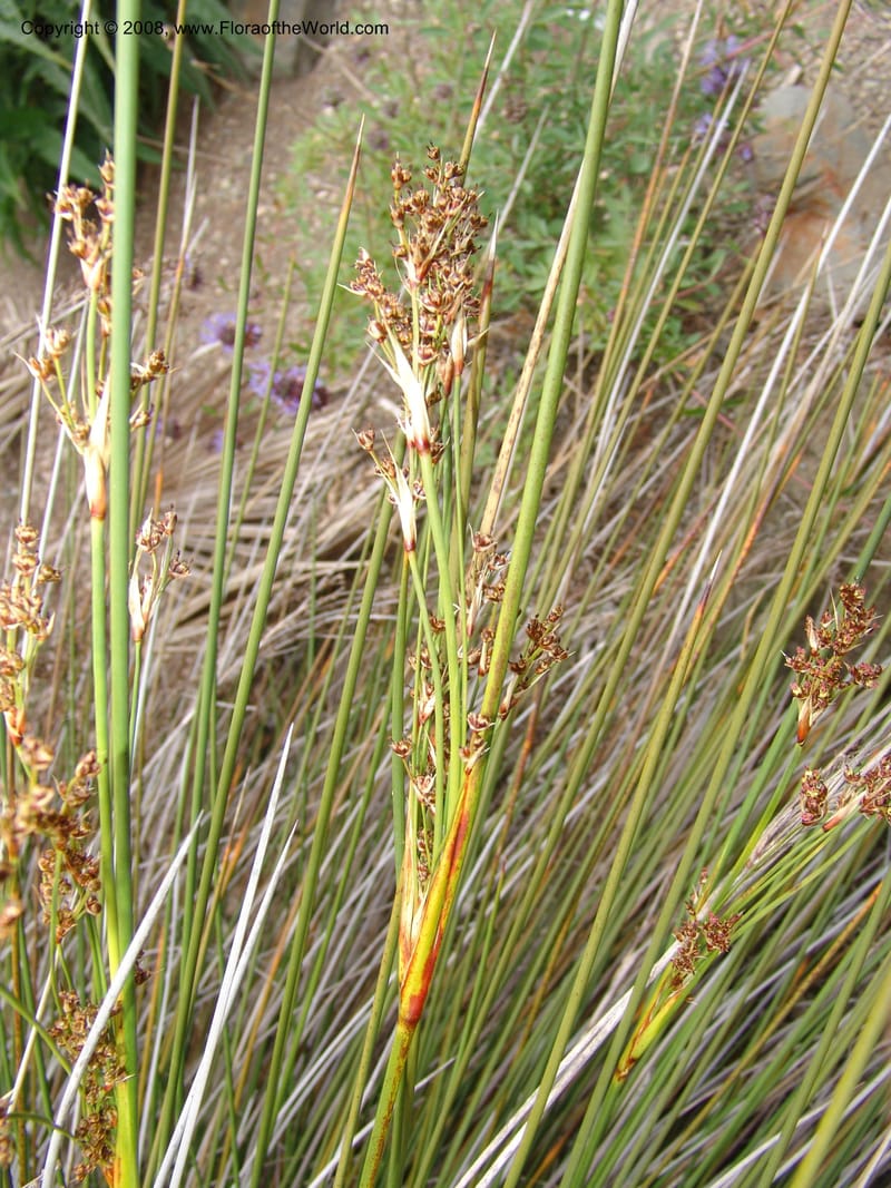 Juncus acutus, 93.0002--CA. UC Berkeley Bot. Garden. 31 May 07. 510.jpg