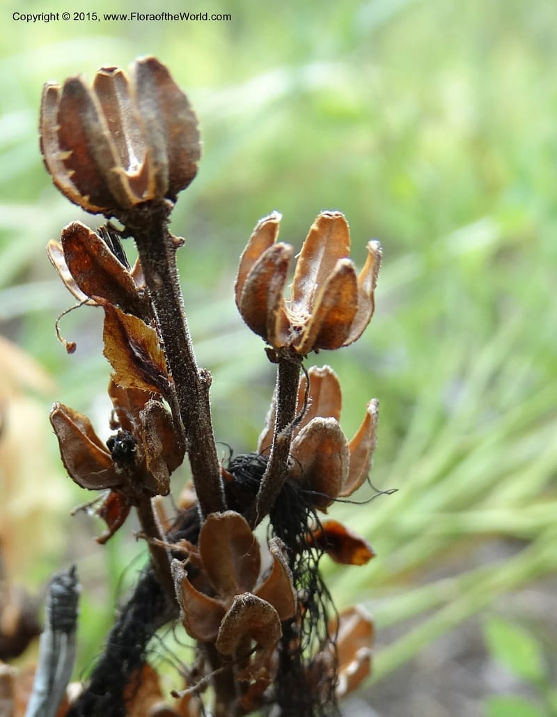Monotropa hypopitys, Davidson, C 12626--ID. Idaho Co. S of Steamboat Summit. 5 Aug 2014. DSC00156 (209).JPG