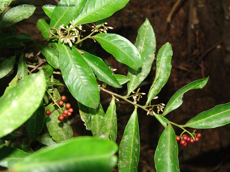 Ardisia, RVasquez31612--Peru. Prov.  Oxa. Estac. Paujil. Camino  Pozo Tigre. 17 Oct 06. 766.jpg