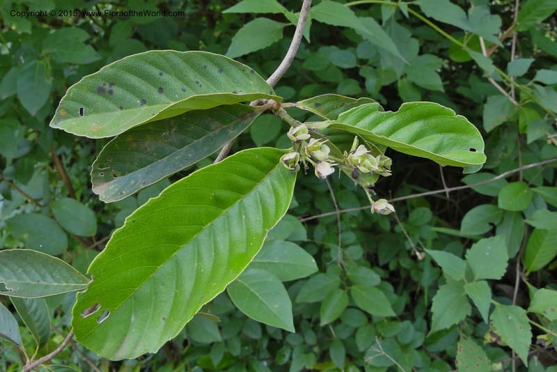 Tetracera, Regalado 1918--Viet Nam. Da Ha to Tan Not R. Sta. 14 May 2011. 119 (11).jpg