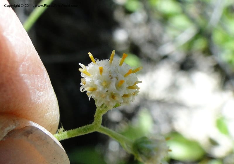 Antennaria racemosa, Davidson, C 11875--Idaho. Idaho Co. Warren Wagon Rd. 8 July 2011. 167 (10).jpg