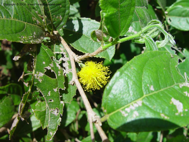 Banara vanderbiltii--FL. Fairchild Tropical Gard. 8 Apr 03. 087.jpg