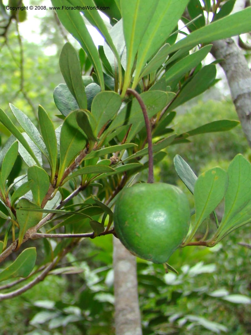 Pittosporum, CGemmill609--N.Caled. RT 1, Avangui For., Hervrouet Cr. 12 Nov 07. 011.jpg