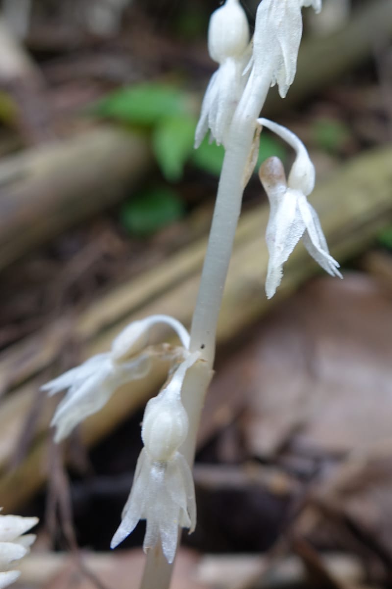 Epipogium roseum, Chung Kuo-Fang 3342--Taiwan. YangMing Shan Nat. Park. 18 May 2016. DSC02685 (212).JPG