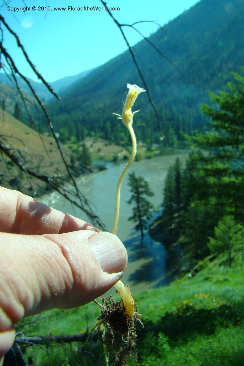 Orobanche uniflora, C. Davidson 11378--Idaho. Idaho Co. Salmon River. Polly Bemis Ranch. 27 May 2009. 034.jpg
