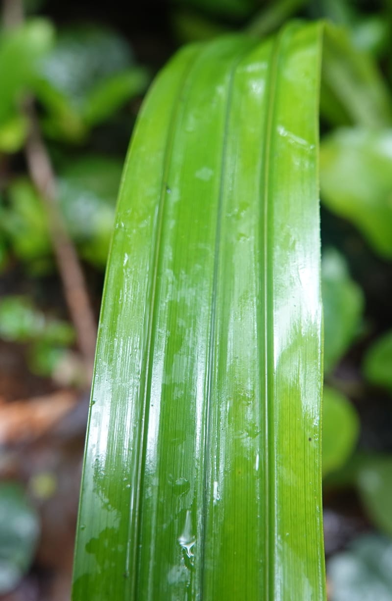 Mapania, C. Davidson 14078--Gabon. Raponda-Wallker. 28 Oct 2019. DSC02420 (164).JPG