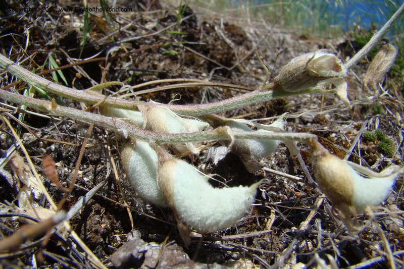 Astragalus purshii, C. Davidson 11372--Idaho. Idaho Co. Salmon River. Polly Bemis Ranch. 27 May 2009. 138.jpg