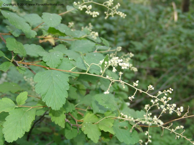 Holodiscus discolor, CDavidson11109--ID. Adams Co. For. Serv. Rd. 453, to Goose Lk. 20 Jul 07. 077.jpg