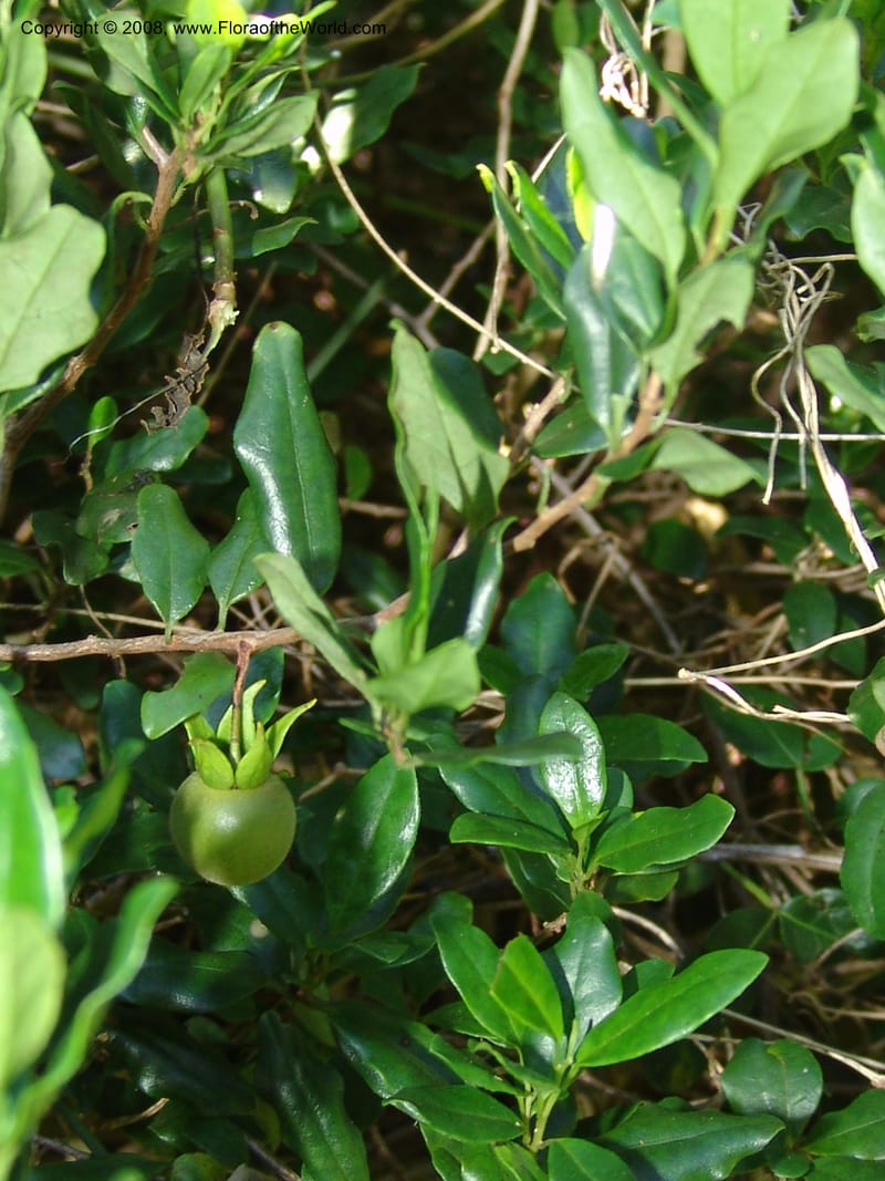 Diospyros dichrophylla--So.Africa. E. Cape. Maitland Nat.Res. 5 Mch 05. 189.jpg