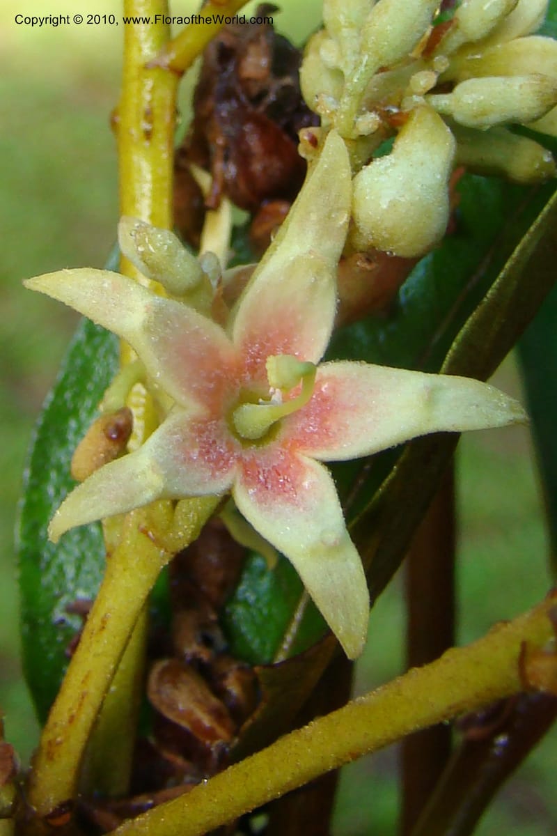Sterculia villifera, Mori, 27339--French Guiana. Les Nouragues Station. 27 Oct 09. 049.jpg