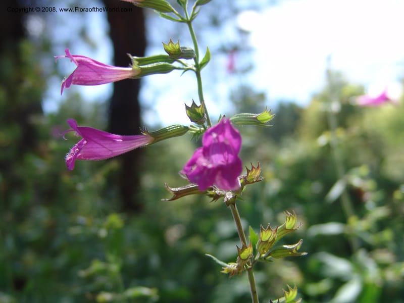 Calamintha acadens--AZ. Arboretum at Flagstaff. 3 Sep 04. 098.jpg