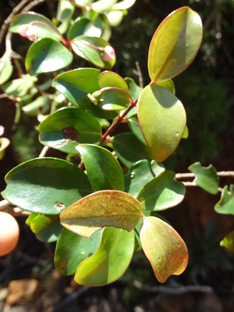Archirhodomyrtus, Callmander, M 1272--New Caledonia. PinPin. 20 Nov 2015. DSC03938 (238).JPG