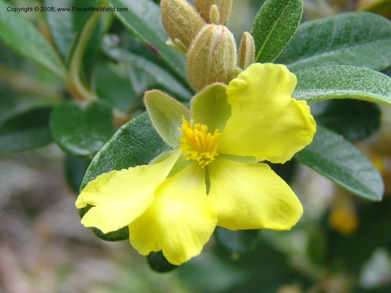 Hibbertia coriacea, not coll.--Madagascar. Prov. Toliar. Mandena Centr. Res Ecol. 19 Jan 06. 103.jpg
