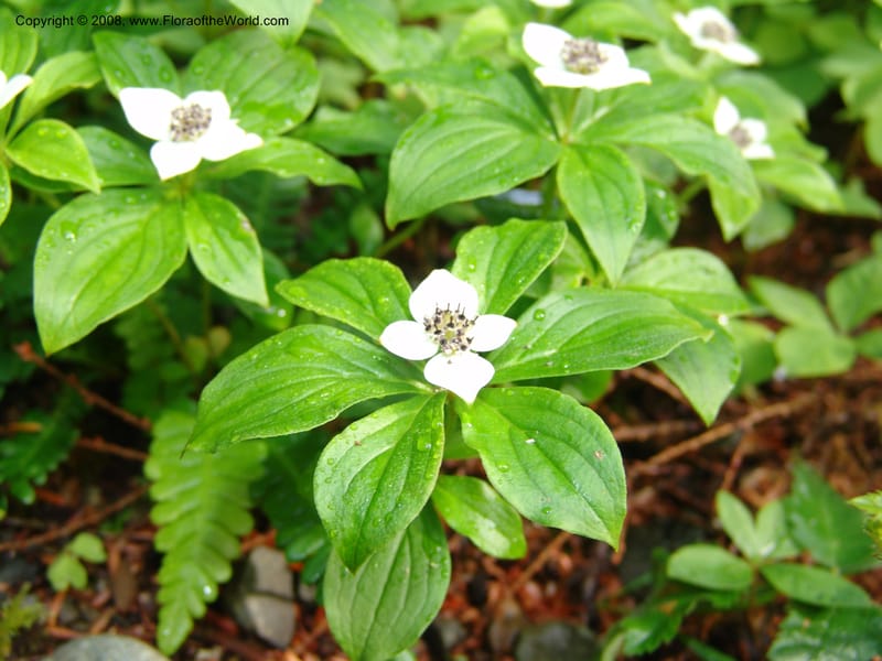 Cornus canadensis--WA. Grays Harbor Co. Quinault Rain For, Lake Quinault. 15 Jun 06. 019.jpg