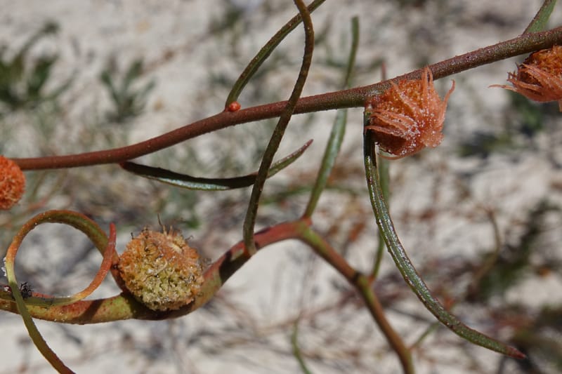 Tersonia cyathiflora, Davidson, C 13428--, Australia. W.A. Green Head-Coorow Rd. Stop 2. 24 Oct 2016. DSC04873 (95).JPG
