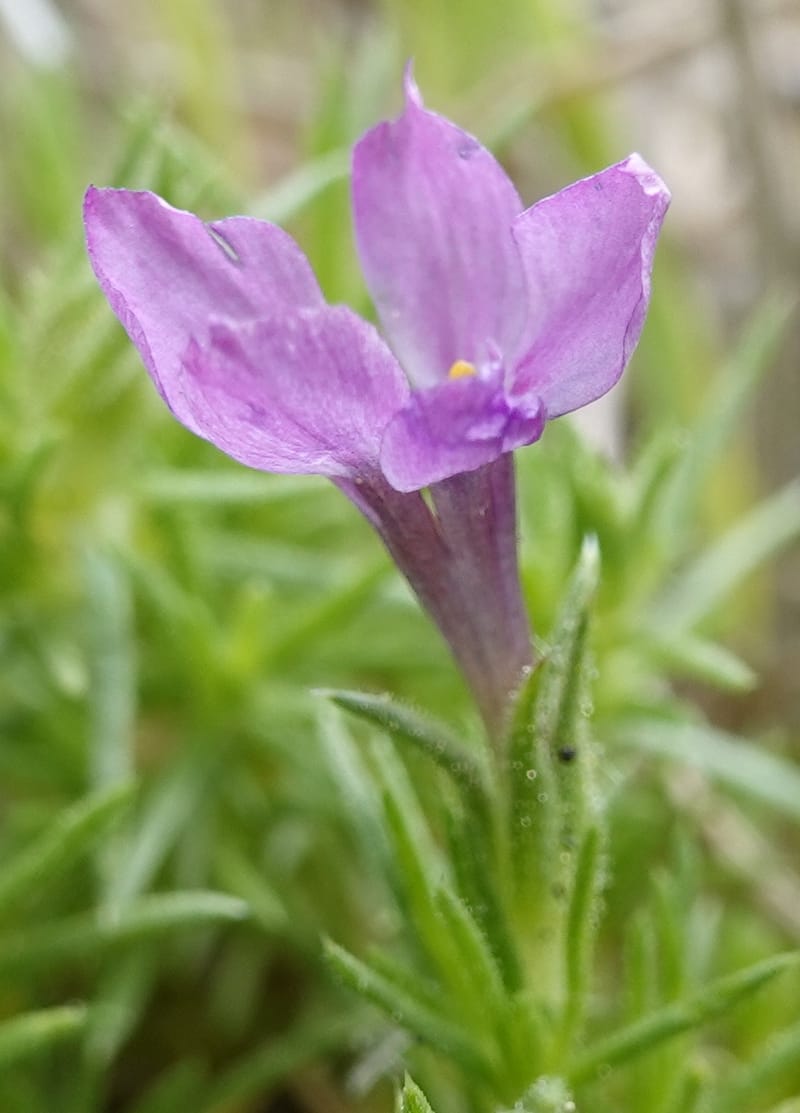 Phlox condensata, C. Davidson 13762--Oregon. Wallowa Co. Zumwalt.Trail Cr. Rd. 4 Jun 2018. DSC04078 (516).JPG