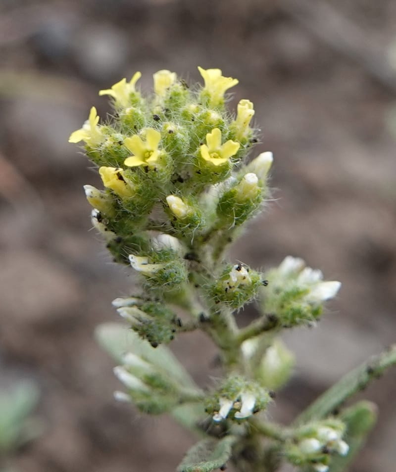 Alyssum alyssoides, C. Davidson 13754--Oregon. Wallowa Co. Zumwalt.Trail Cr. Rd. 4 Jun 2018. DSC04078 (153).JPG