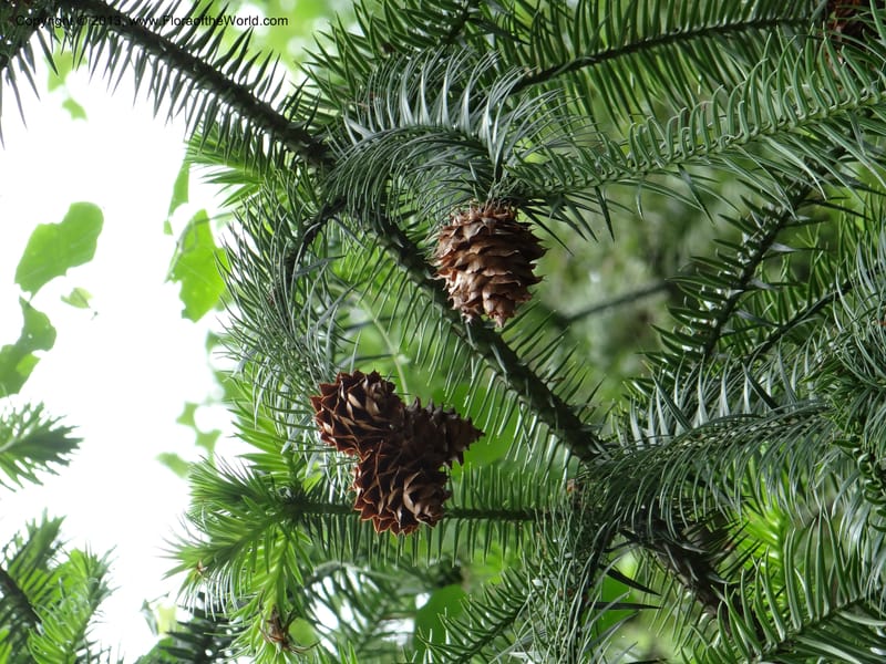 Cunninghamia lanceolata, Davidson, C 11976--China. Zhejiang Prov. Tian Mu Shan. 1 Jun 2012. DSC01264 (194).JPG