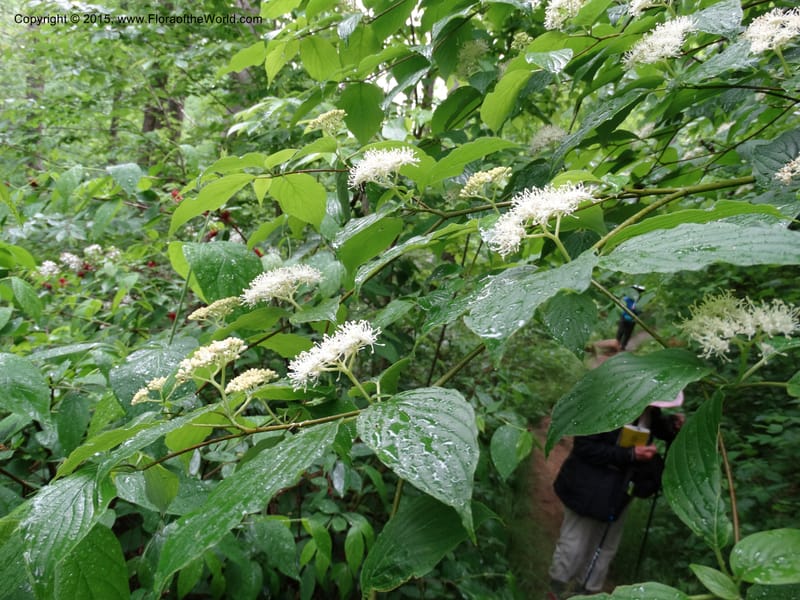 Cornus alternifolia, Davidson, C 13027--North Carolina. Graham Co. Joyce Kilmer Mem. For. 17 May 2015. DSC06075 (14).JPG