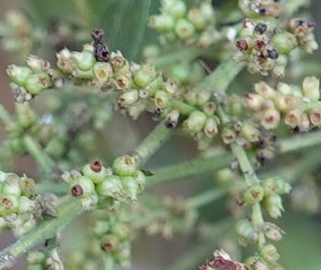 Wendlandia ligustrina, D. Boufford 44129--China. Yunnan. Meizi Lake Park. 3 May 2018. DSC01424 (206).JPG