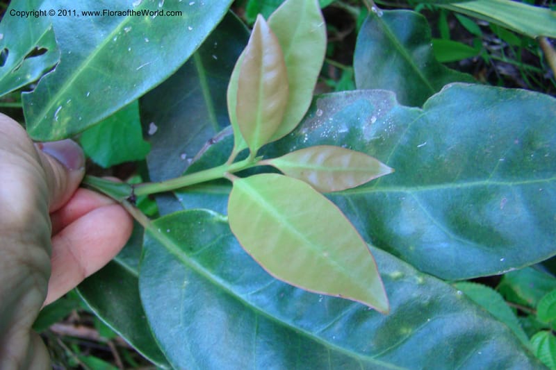 Canthium, Rogers 1214--Madagascar. Prov. Fianarantsoa. Ifanadiana. 12 Jan 09. 112 (4).jpg