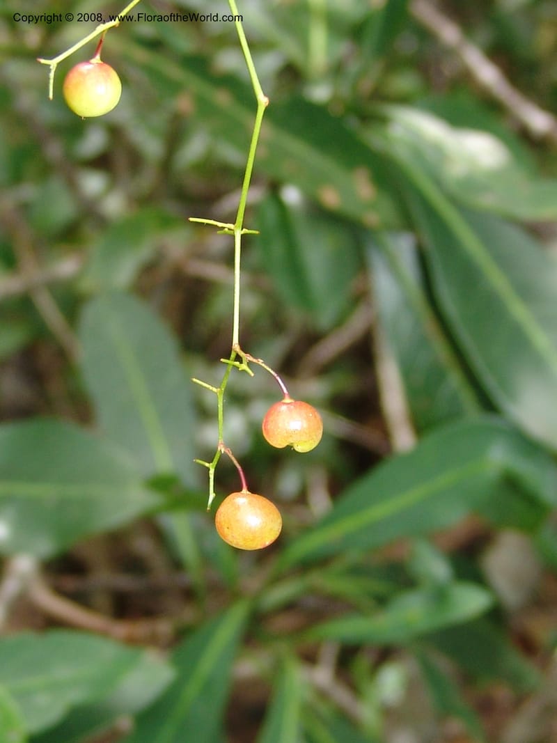 Rhus acocksii--So.Africa. E. Cape. Umtamvuna Nat. Res. 11 Mch 05. 420.jpg