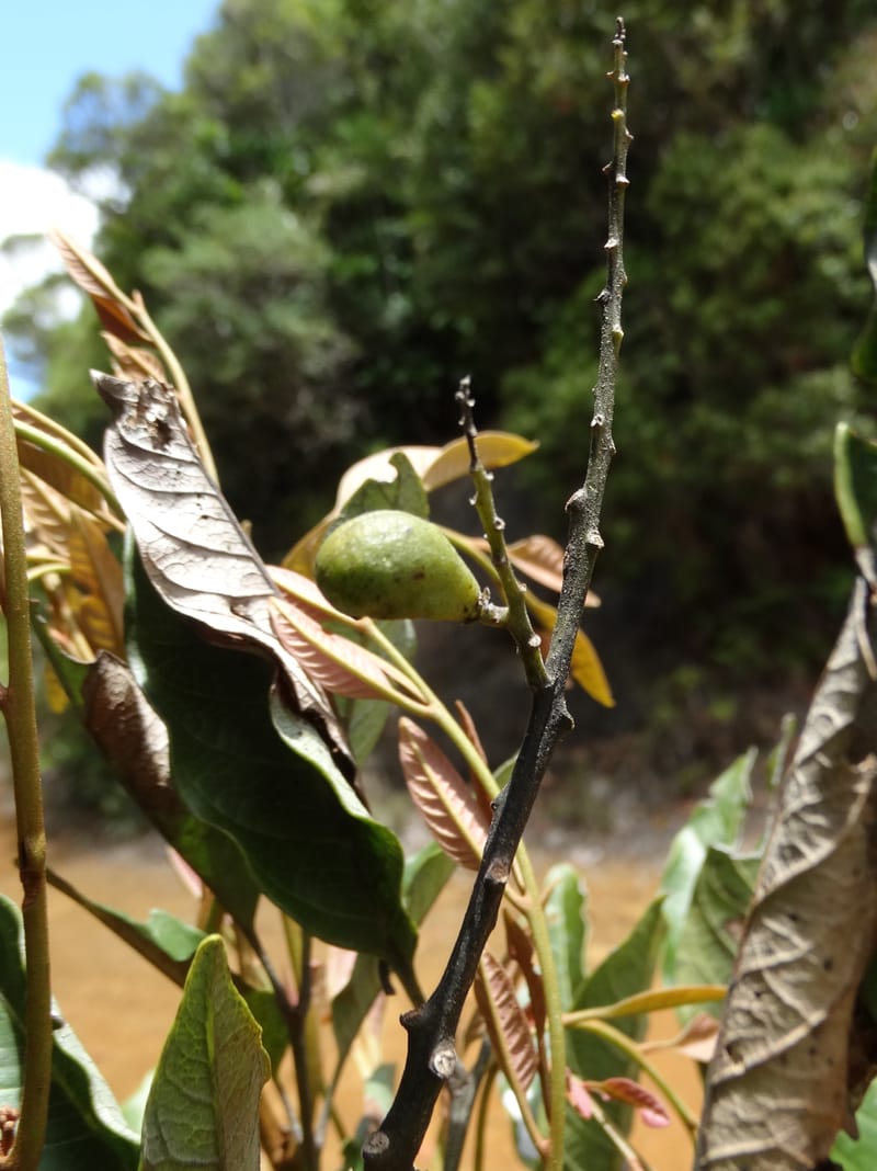 Lepidocupania lepidota, Callmander, M 1239--New Caledonia. Mont Dzumac. 12 Nov 2015. DSC01563 (369).JPG