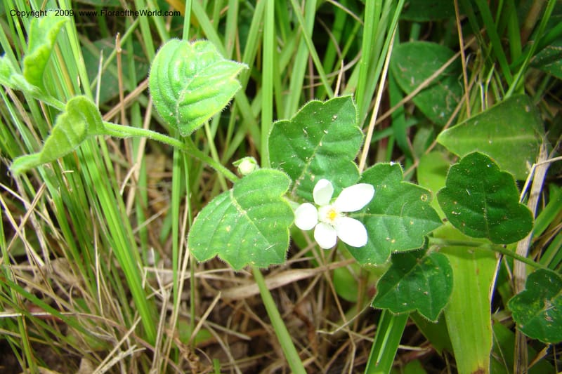 Turraea pulchella--South Africa. KwaZulu-Natal. Krantzkloof Nat. Res. 24 Jan 09. 259.jpg